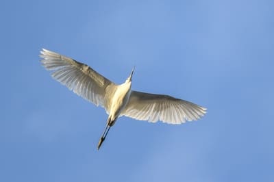 Little Egret