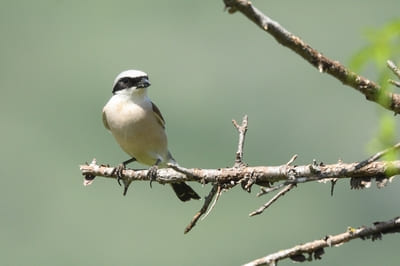 Red-backed Shrike