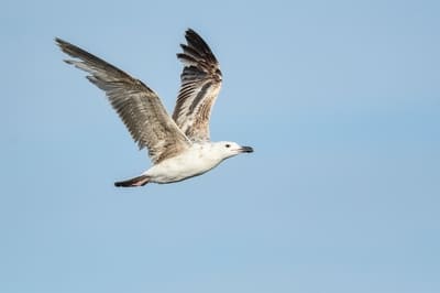 Yellow-legged Gull