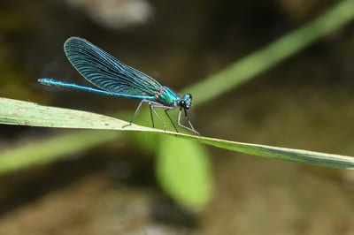 Banded Demoiselle