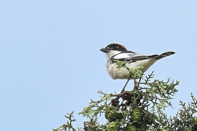 Woodchat Shrike