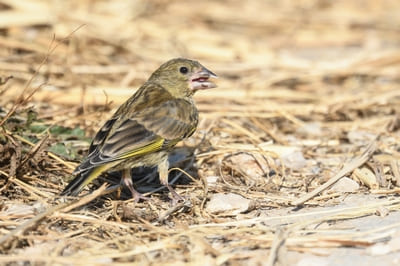 Western Greenfinch