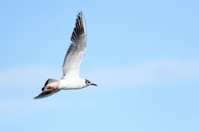 Black-headed Gull