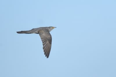 Eurasian Cuckoo