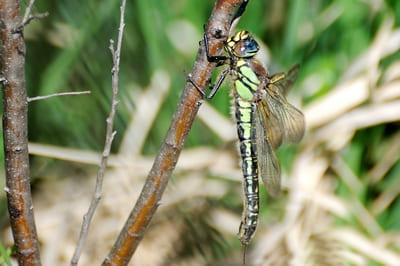 Hairy Dragonfly