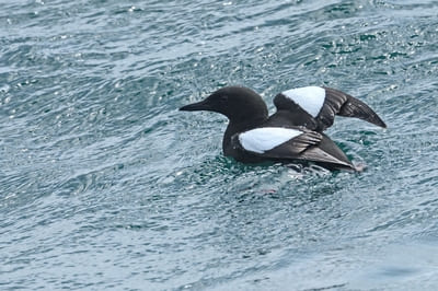 Black Guillemot