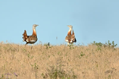 Great Bustard