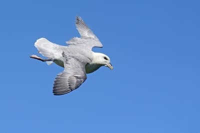 Northern Fulmar