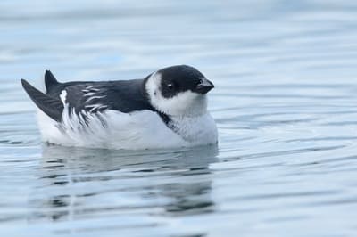 Little Auk