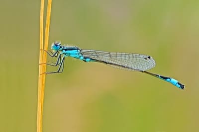 Blue-tailed Damselfly