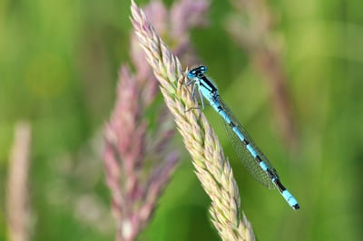 Common Blue Damselfly