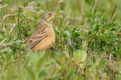 Ortolan Bunting