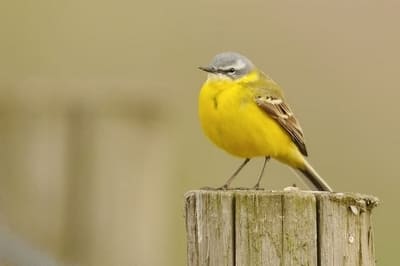 Yellow Wagtail