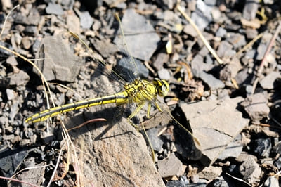 Western Clubtail