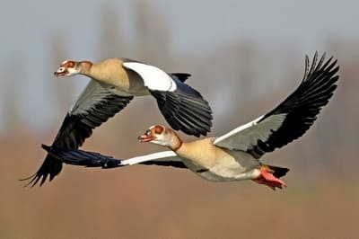 Egyptian Goose