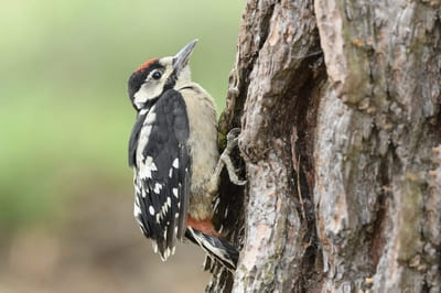 Great Spotted Woodpecker