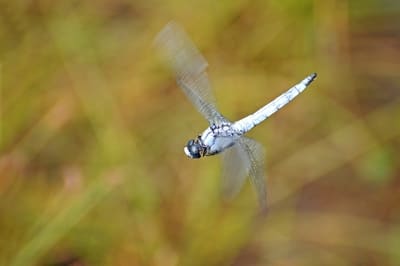 southern Skimmer