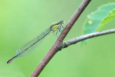 Azure Damselfly