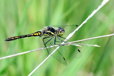 Black Darter