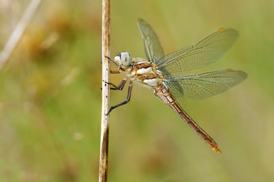 Keeled Skimmer