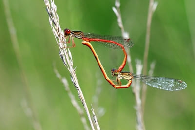 Small Red Damselfly