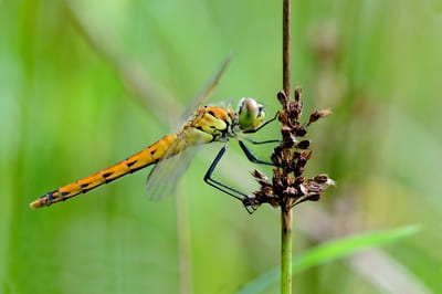 Marshland Darter