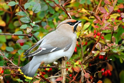 Bohemian Waxwing