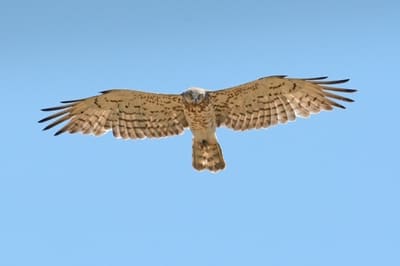 Short-toed Eagle