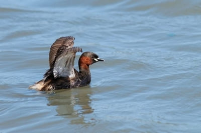 Little Grebe