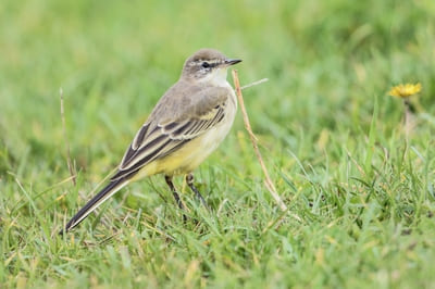 Yellow Wagtail