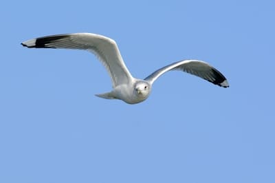 Common Gull