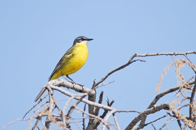 Yellow Wagtail