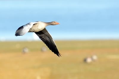 Greylag Goose