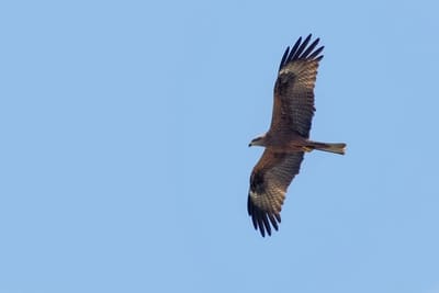 Black Kite