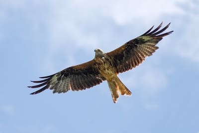 Red Kite