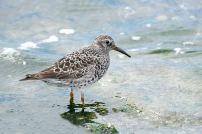 Purple Sandpiper