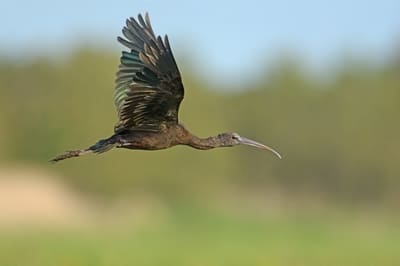 Glossy Ibis