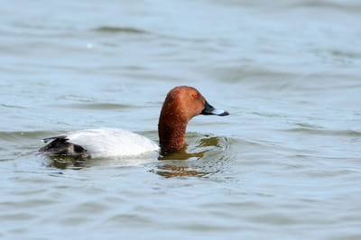 Common Pochard