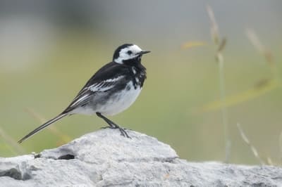 Pied Wagtail 