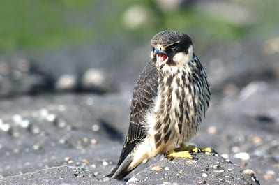 Northern Hobby