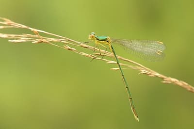 Small Emerald Damselfly