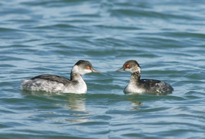 Black-necked Grebe