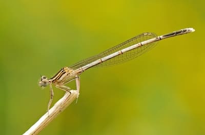 White-legged Damselfly