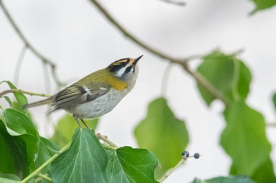 Firecrest