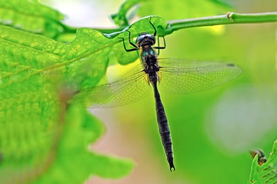 Northern Emerald