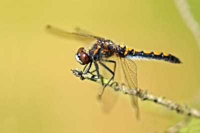 Northern White-faced Darter