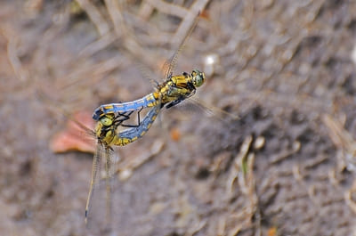 Black-tailed Skimmer