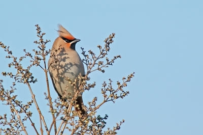 Bohemian Waxwing