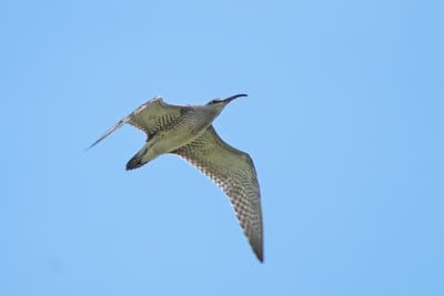 Whimbrel