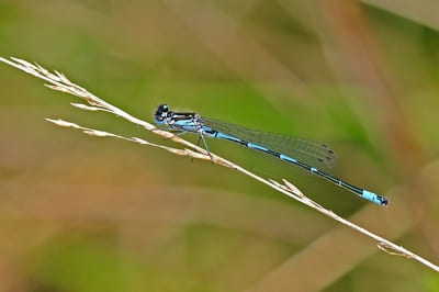 Variable Damselfly